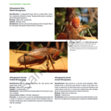 A Field Guide to the Bushcrickets, Wetas and Raspy Crickets of Tanzania and Kenya