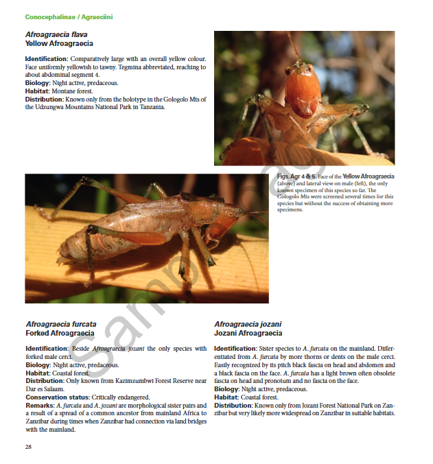 A Field Guide to the Bushcrickets, Wetas and Raspy Crickets of Tanzania and Kenya