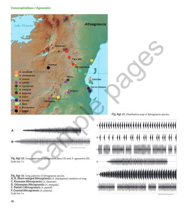 A Field Guide to the Bushcrickets, Wetas and Raspy Crickets of Tanzania and Kenya