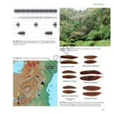 A Field Guide to the Bushcrickets, Wetas and Raspy Crickets of Tanzania and Kenya