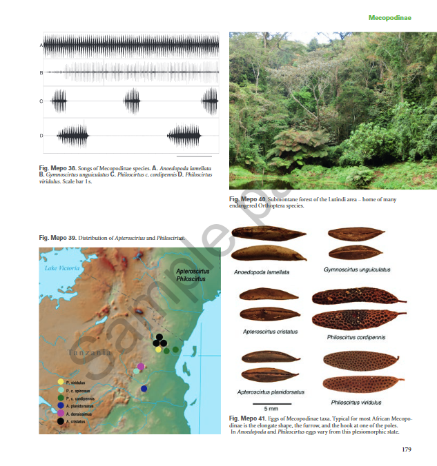 A Field Guide to the Bushcrickets, Wetas and Raspy Crickets of Tanzania and Kenya