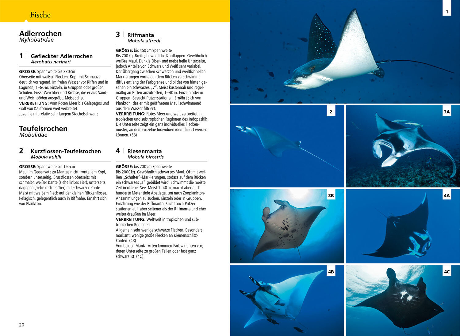 Kosmos Riff-Führer Rotes Meer - Der Unterwasserführer für Taucher und Schnorchler