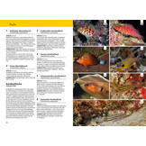 Kosmos Riff-Führer Rotes Meer - Der Unterwasserführer für Taucher und Schnorchler