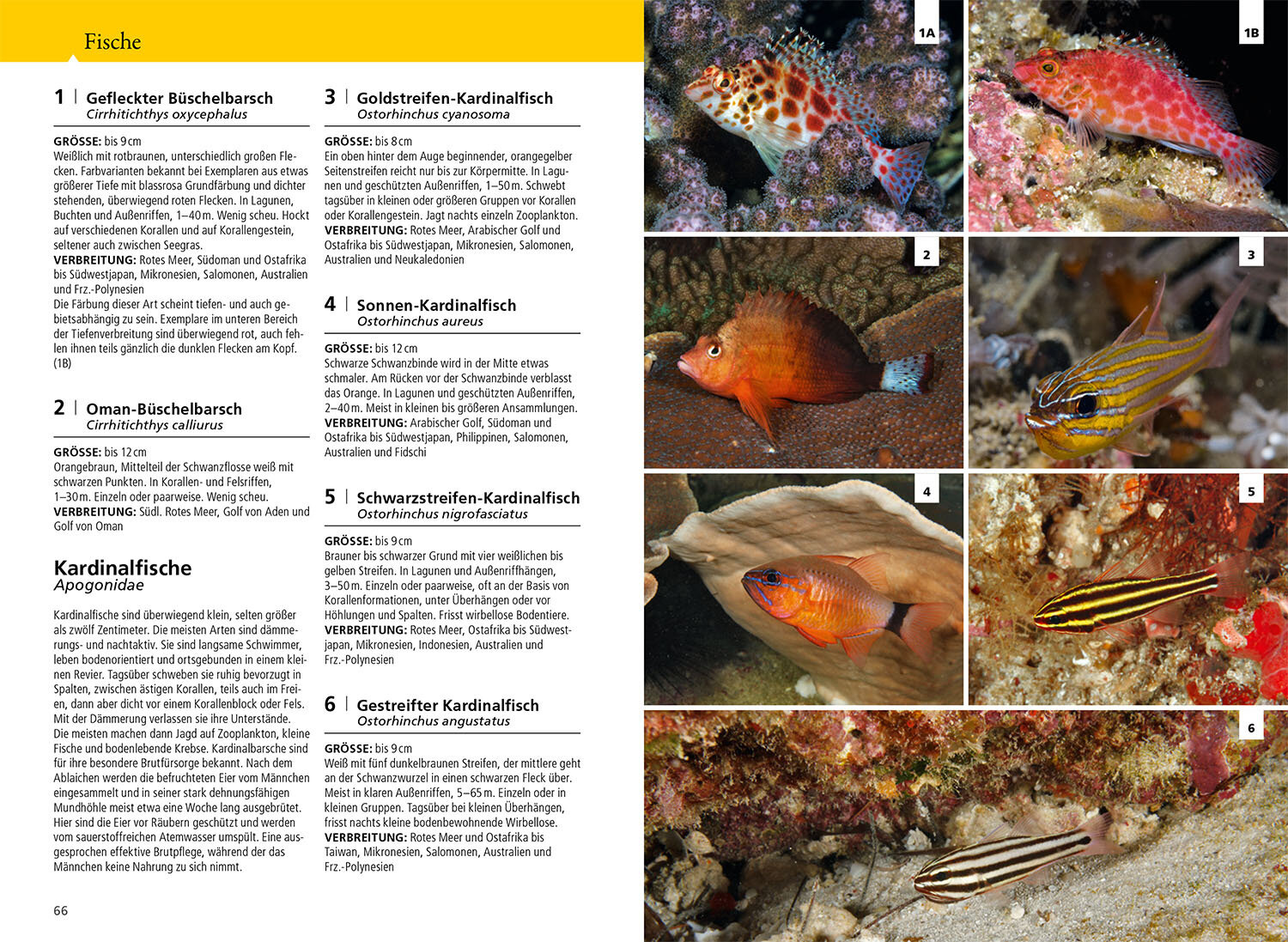 Kosmos Riff-Führer Rotes Meer - Der Unterwasserführer für Taucher und Schnorchler