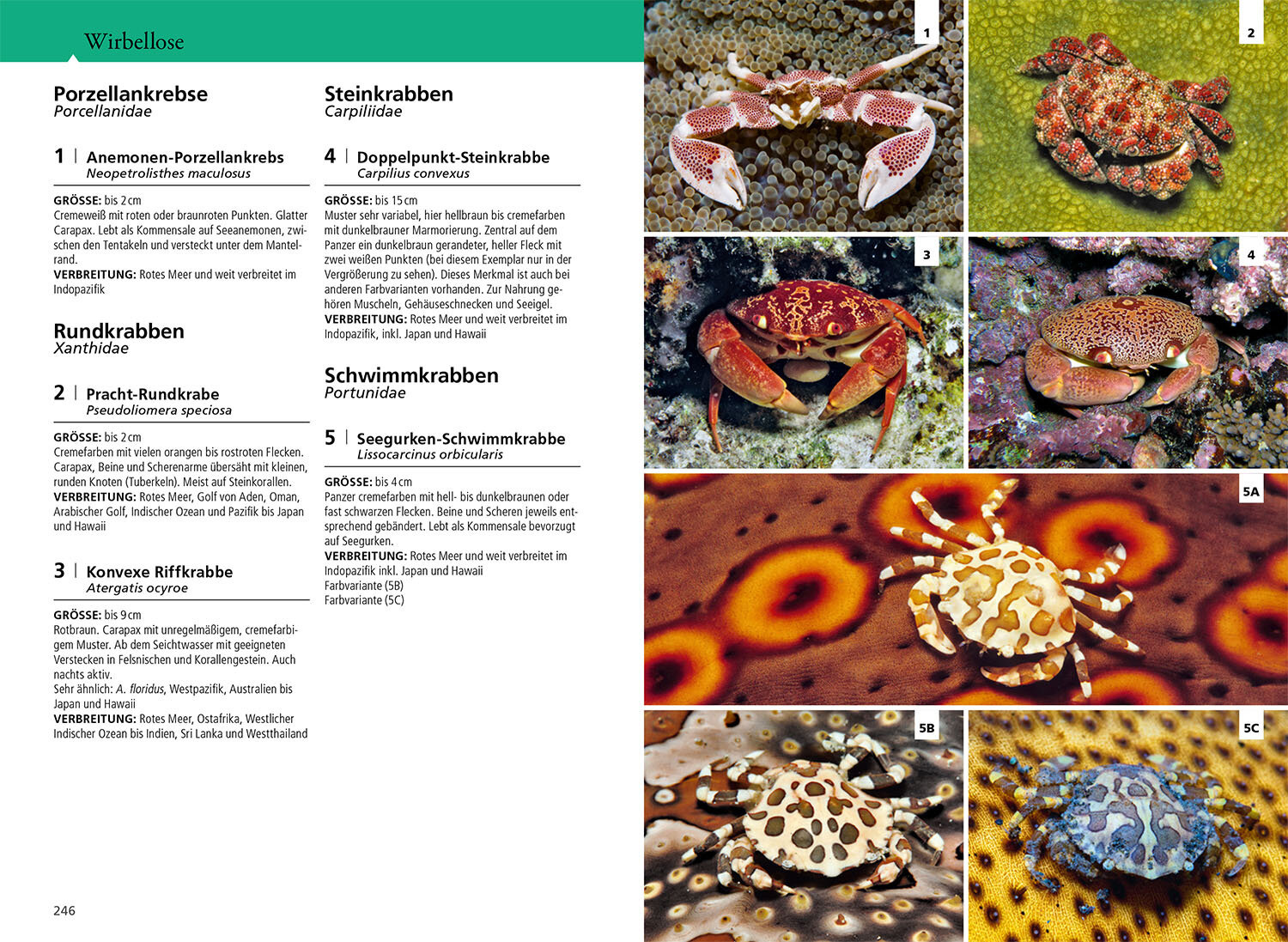 Kosmos Riff-Führer Rotes Meer - Der Unterwasserführer für Taucher und Schnorchler