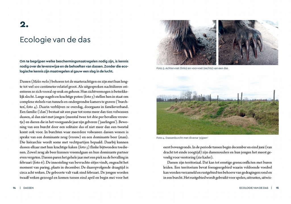 Dassen - Leefwijze en bescherming in Nederland