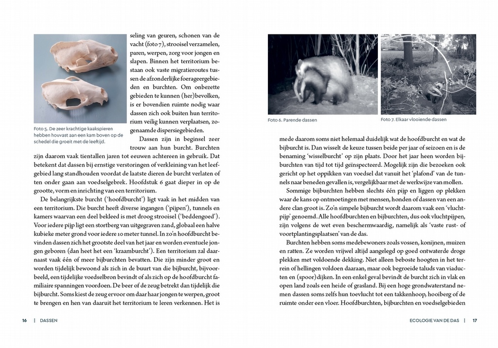 Dassen - Leefwijze en bescherming in Nederland