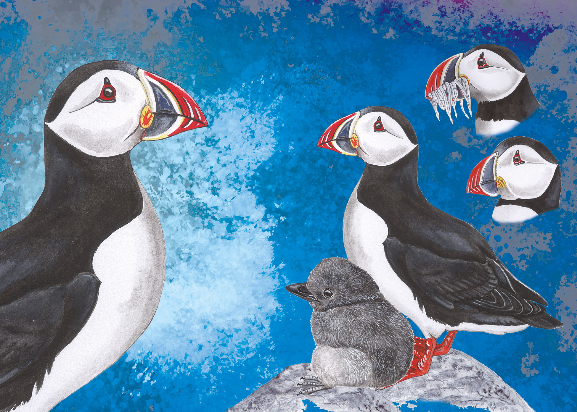 Puzzle Papegaaiduikers (1000 pieces)