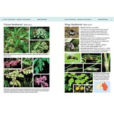 A Field Guide to Butterflies of Australia - Their Life Histories and Larval Host Plants