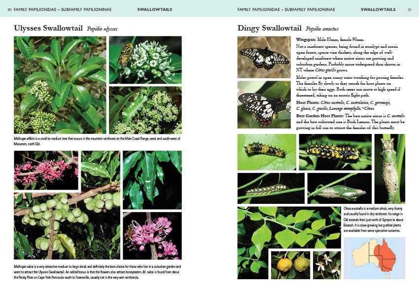 A Field Guide to Butterflies of Australia - Their Life Histories and Larval Host Plants