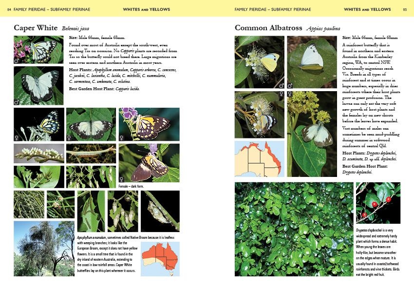 A Field Guide to Butterflies of Australia - Their Life Histories and Larval Host Plants