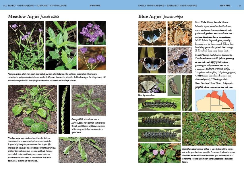 A Field Guide to Butterflies of Australia - Their Life Histories and Larval Host Plants