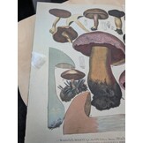 Beschädigte Kopie - European Boletes, Volume 1