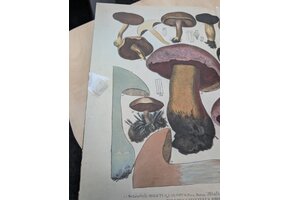 Damaged copy - European Boletes, Volume 1