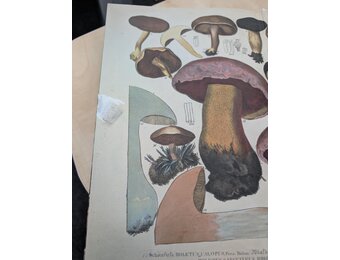 Beschadigd exemplaar - European Boletes, Volume 1