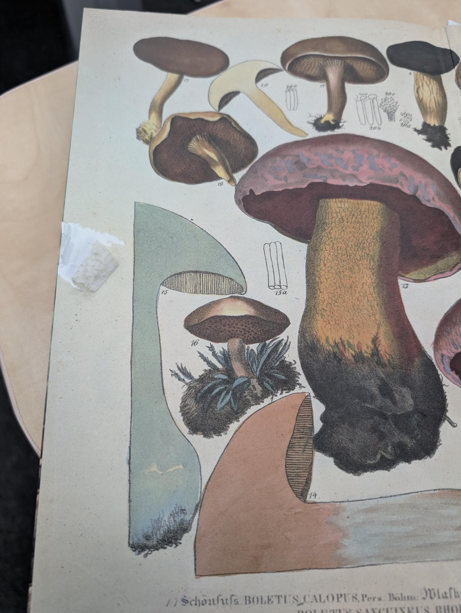 Beschädigte Kopie - European Boletes, Volume 1