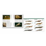 Handbook of the Reptiles of the World, Vol. 1: Turtles and Crocodiles