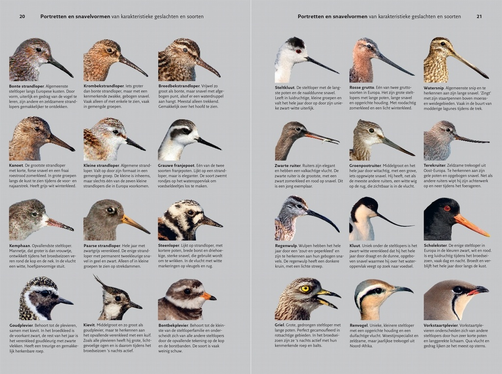 Veldgids Steltlopers van Europa - Alle Europese soorten