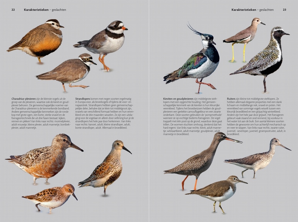 Veldgids Steltlopers van Europa - Alle Europese soorten