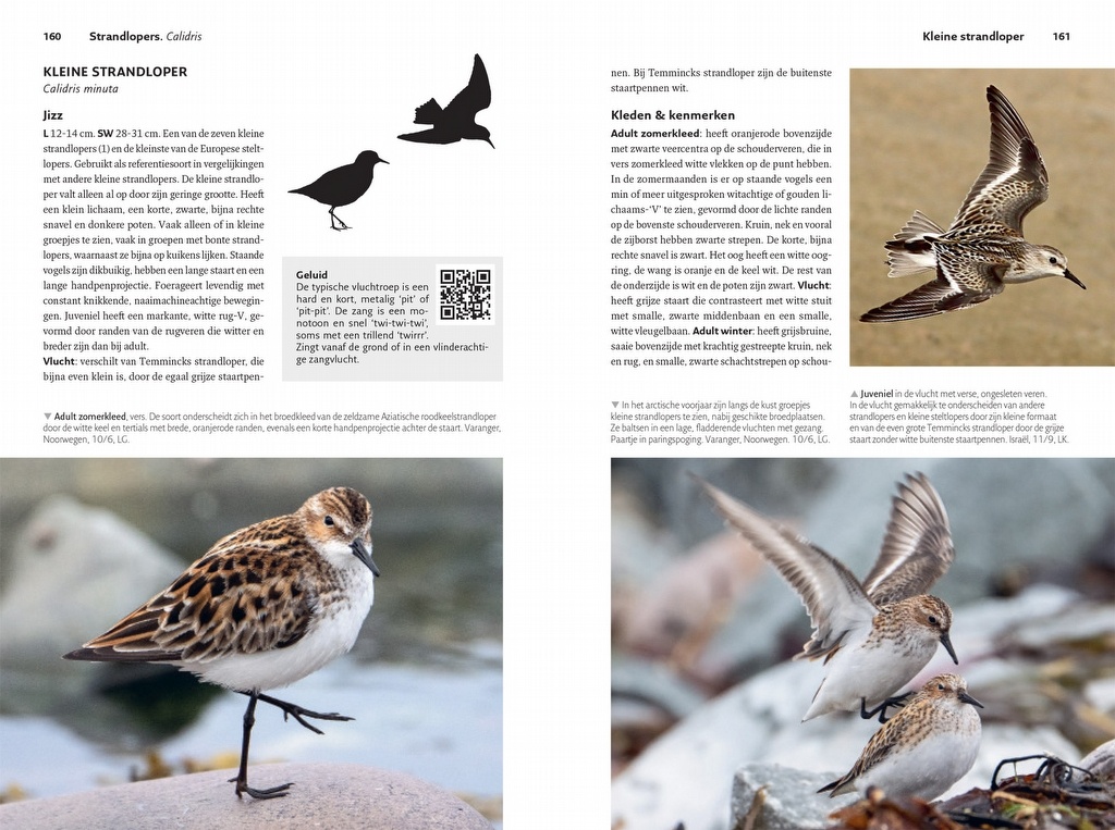 Veldgids Steltlopers van Europa - Alle Europese soorten