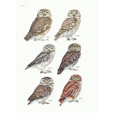 Biografie van de steenuil - Godin van de nacht