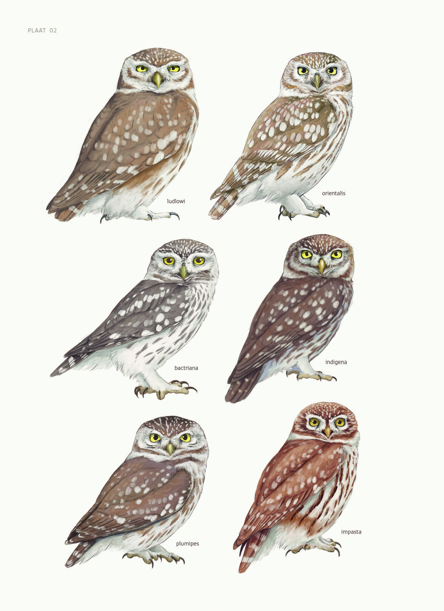 Biografie van de steenuil - Godin van de nacht