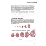 Biografie van de steenuil - Godin van de nacht