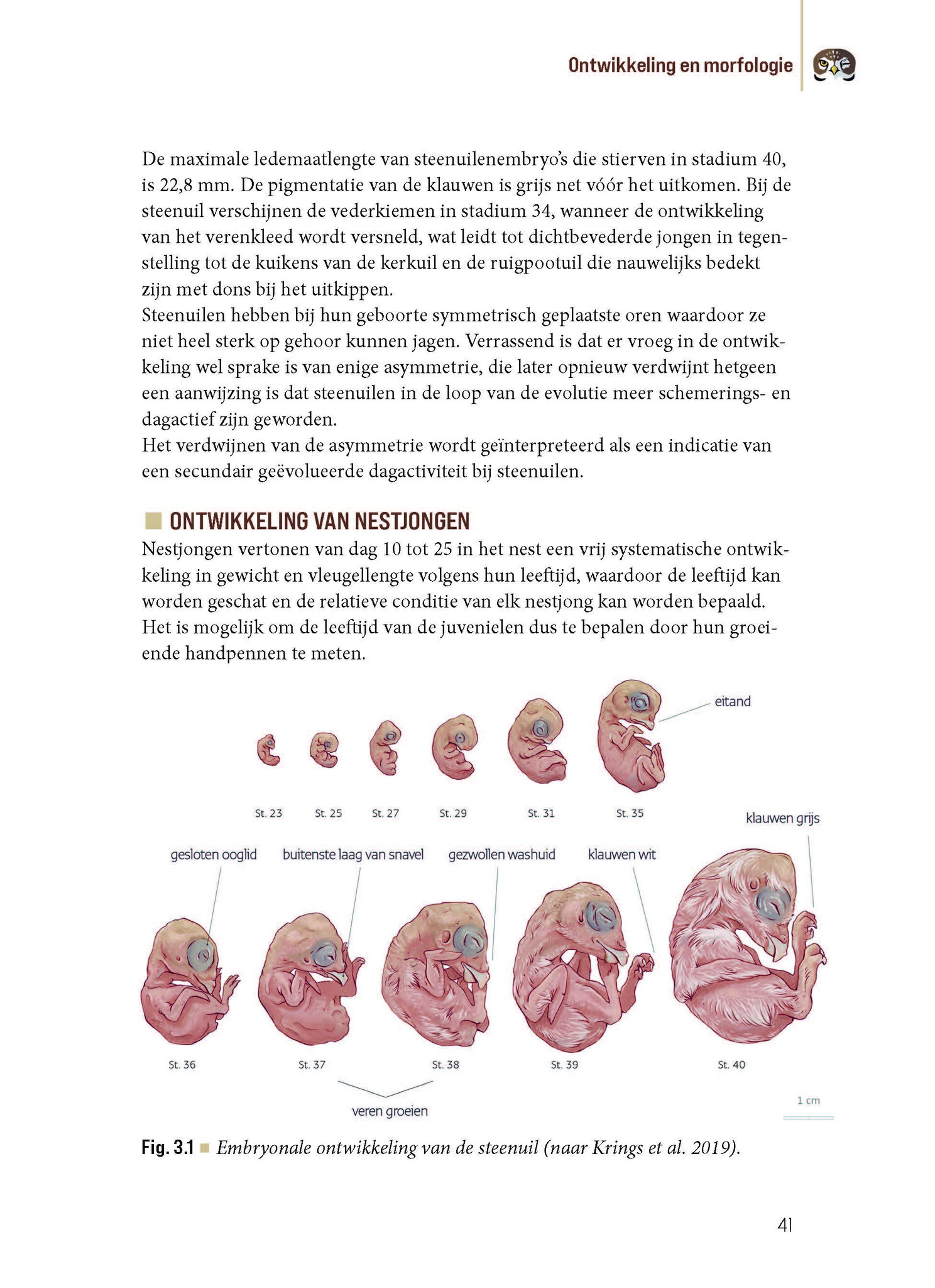 Biografie van de steenuil - Godin van de nacht