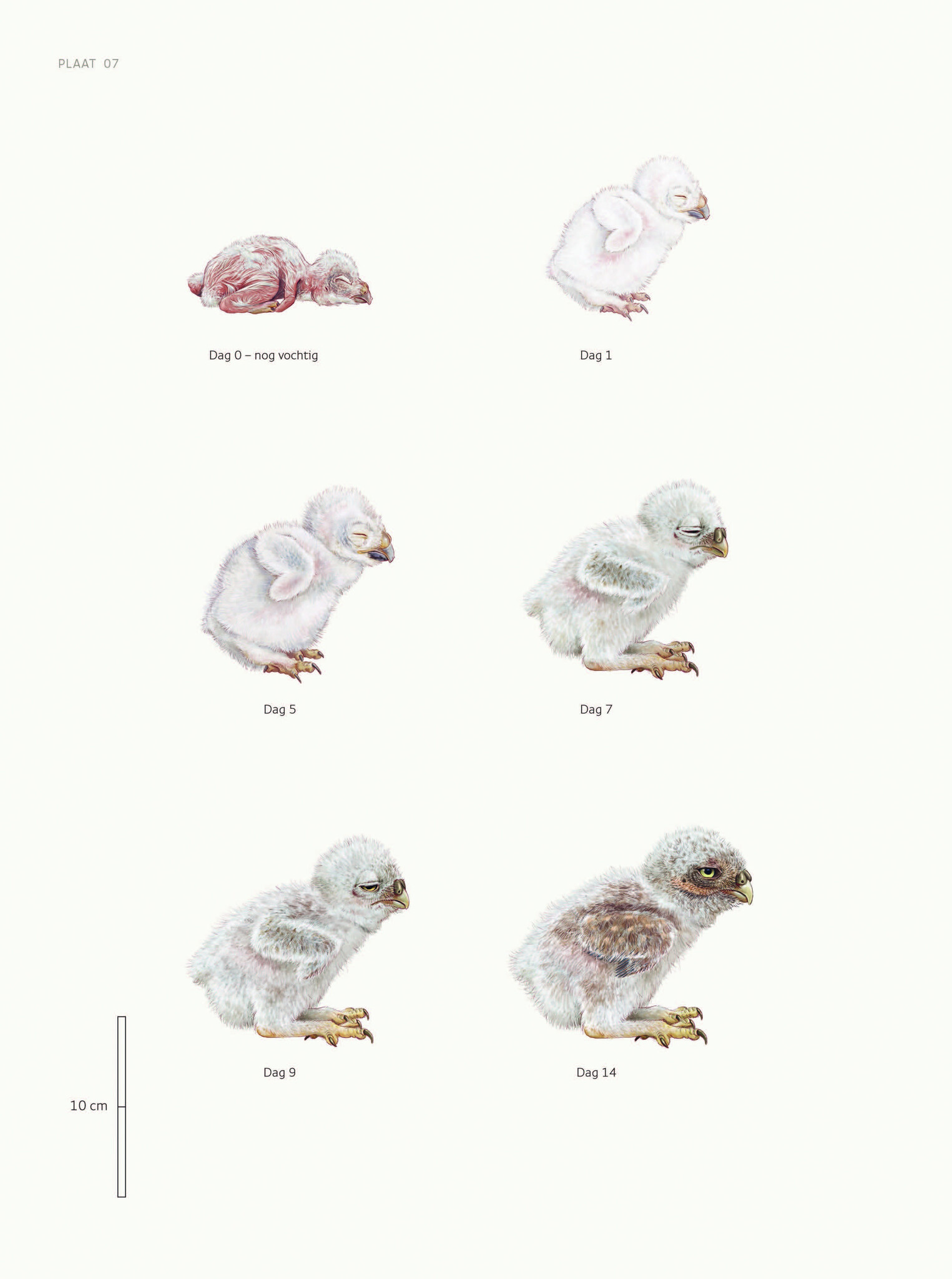 Biografie van de steenuil - Godin van de nacht