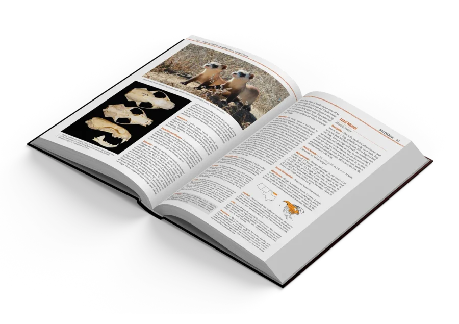 Mammals of the Southwestern United States - Biology of Native and Some Extirpated, Extinct, and Introduced Species