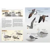 Die Möwen Europas, Nordafrikas und Vorderasiens - Der Bestimmungsführer