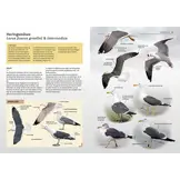Die Möwen Europas, Nordafrikas und Vorderasiens - Der Bestimmungsführer