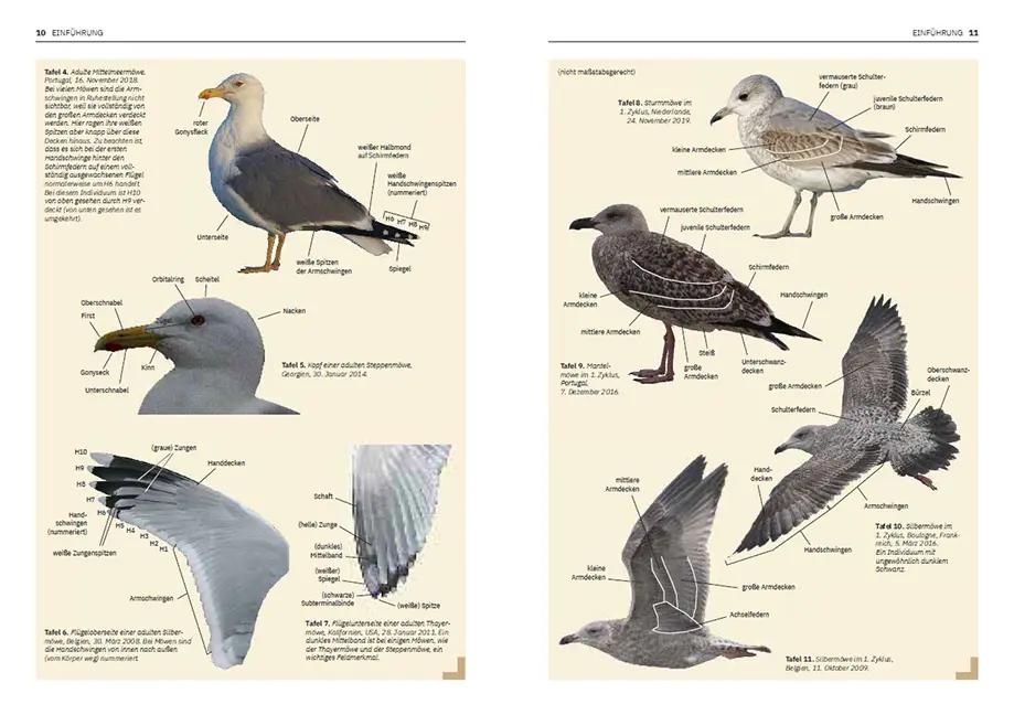 Die Möwen Europas, Nordafrikas und Vorderasiens - Der Bestimmungsführer