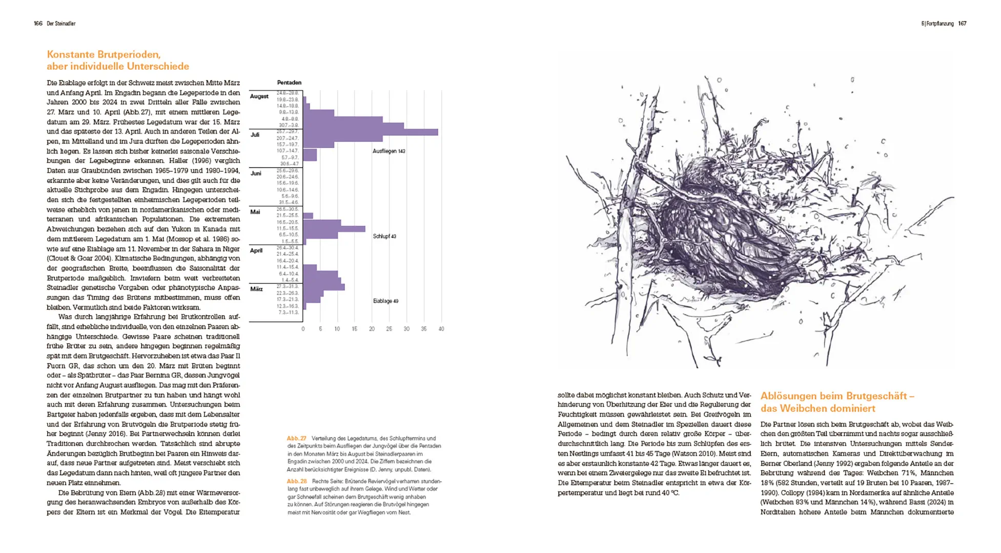 Der Steinadler  - Eine Rückeroberung im Alpenraum