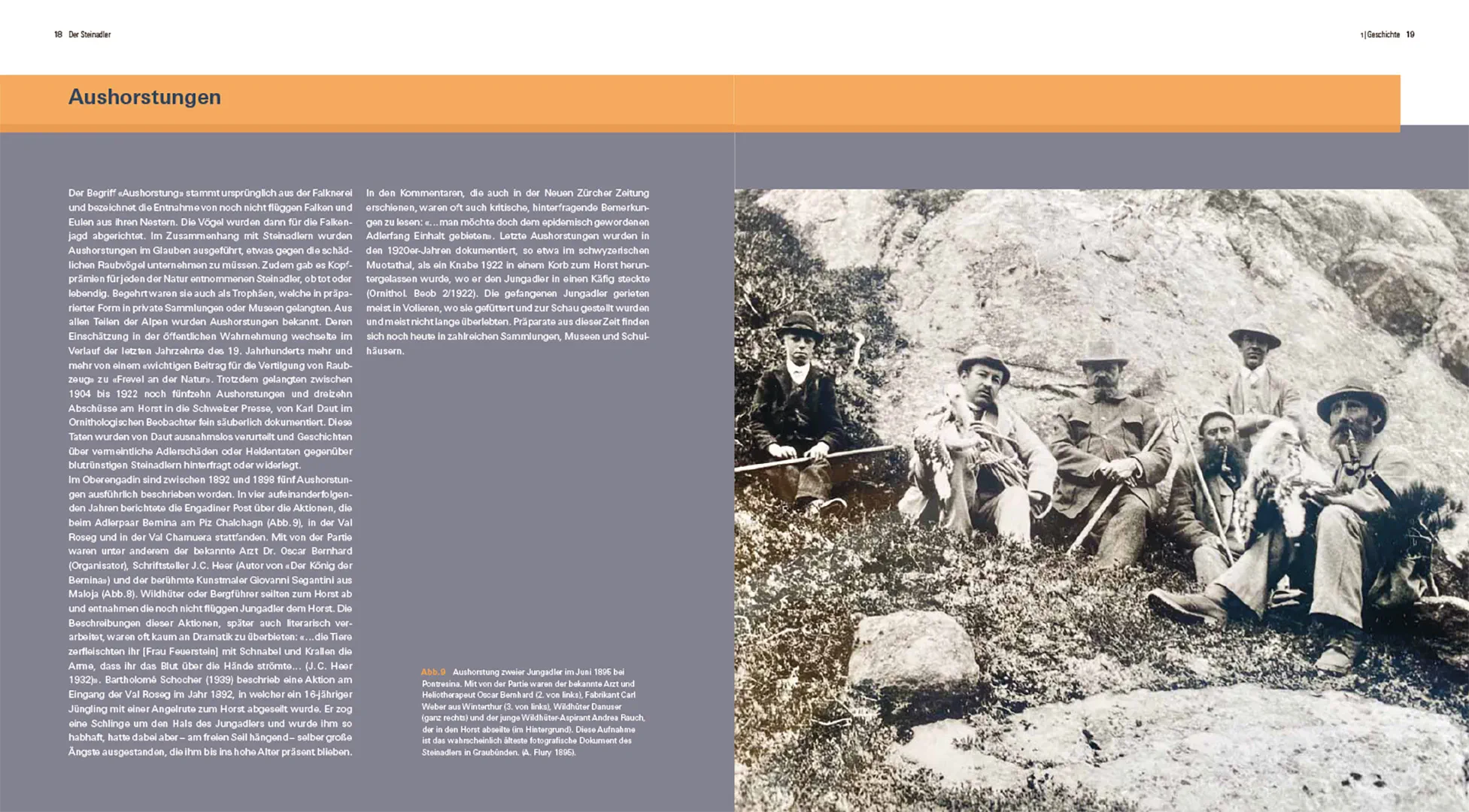 Der Steinadler  - Eine Rückeroberung im Alpenraum