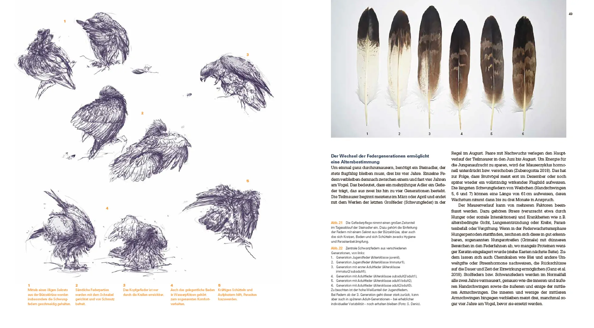 Der Steinadler  - Eine Rückeroberung im Alpenraum