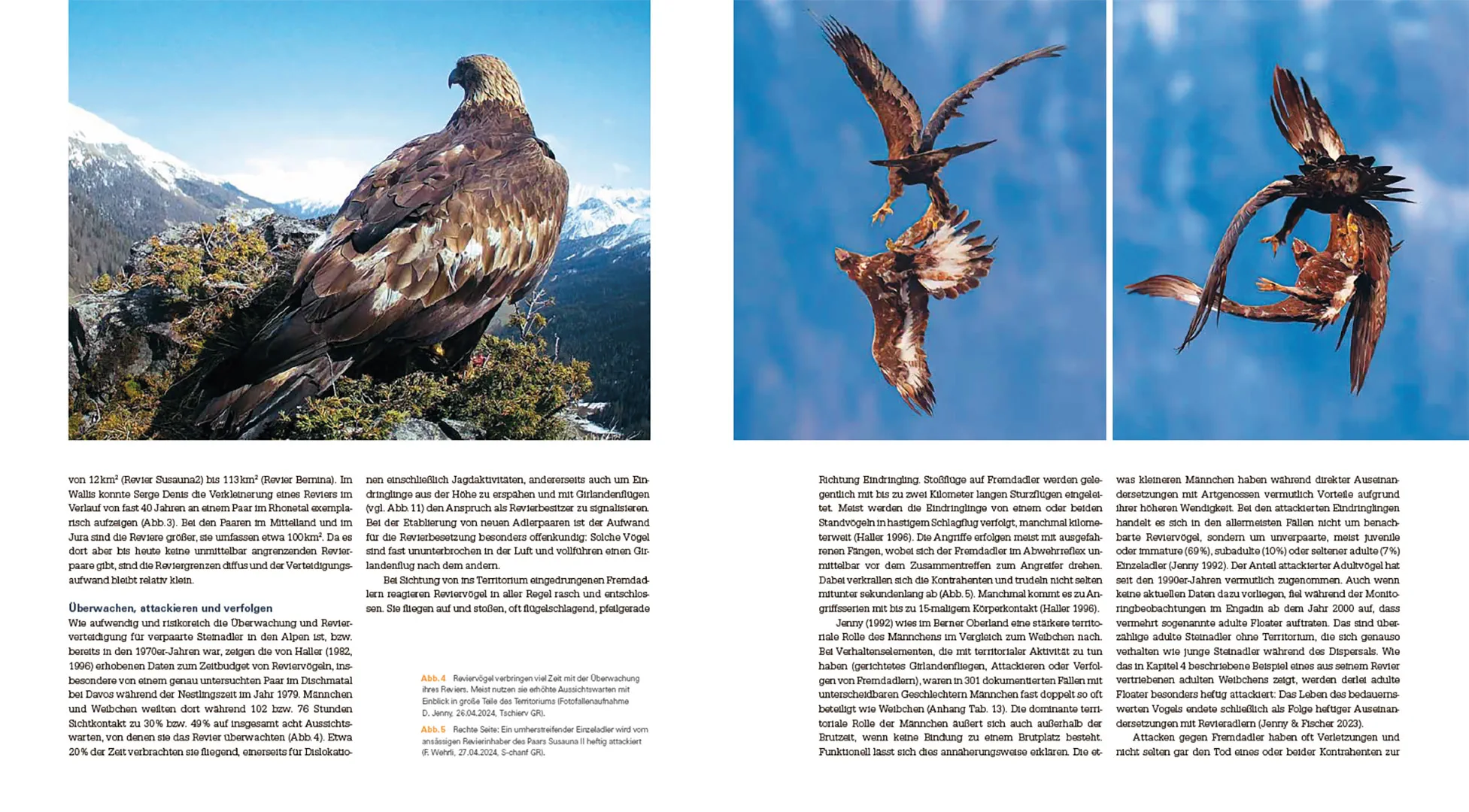 Der Steinadler  - Eine Rückeroberung im Alpenraum