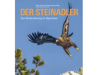 Der Steinadler