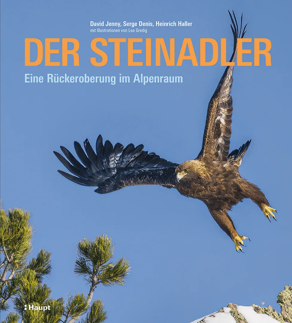 Der Steinadler  - Eine Rückeroberung im Alpenraum