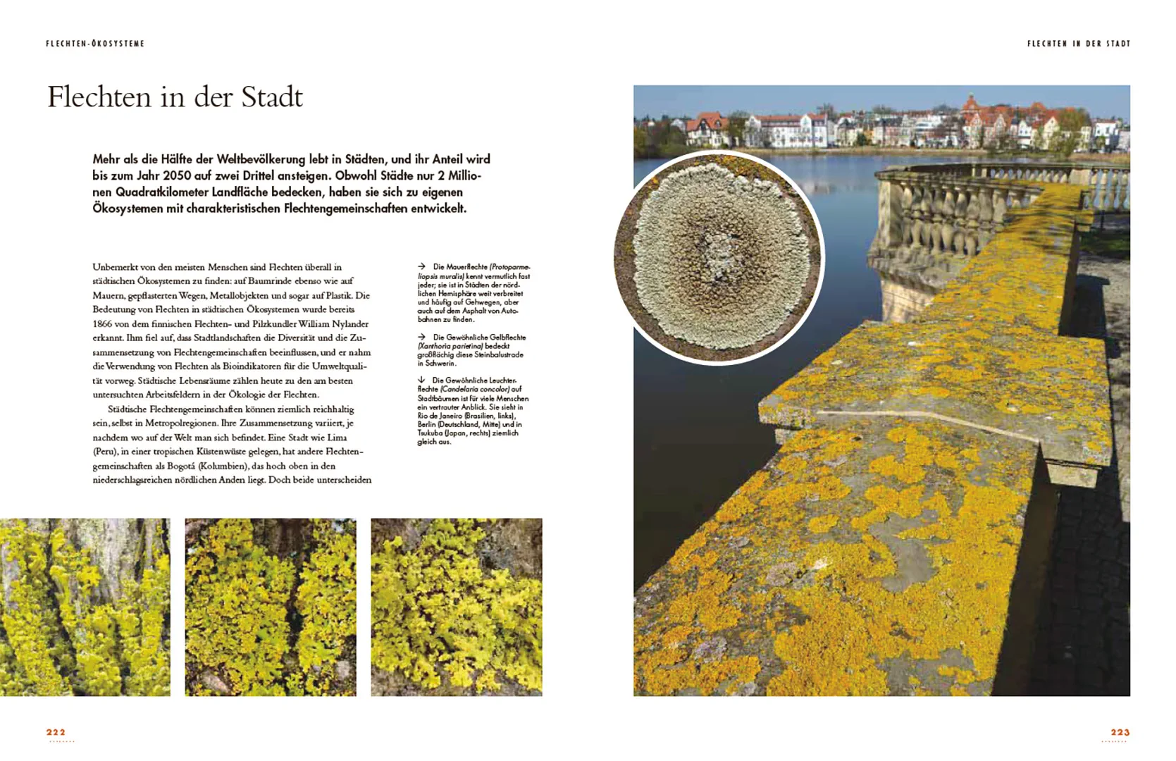 Flechten - Eine Reise in die verborgene Welt der Mischwesen