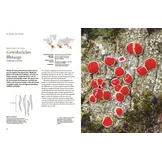 Flechten - Eine Reise in die verborgene Welt der Mischwesen