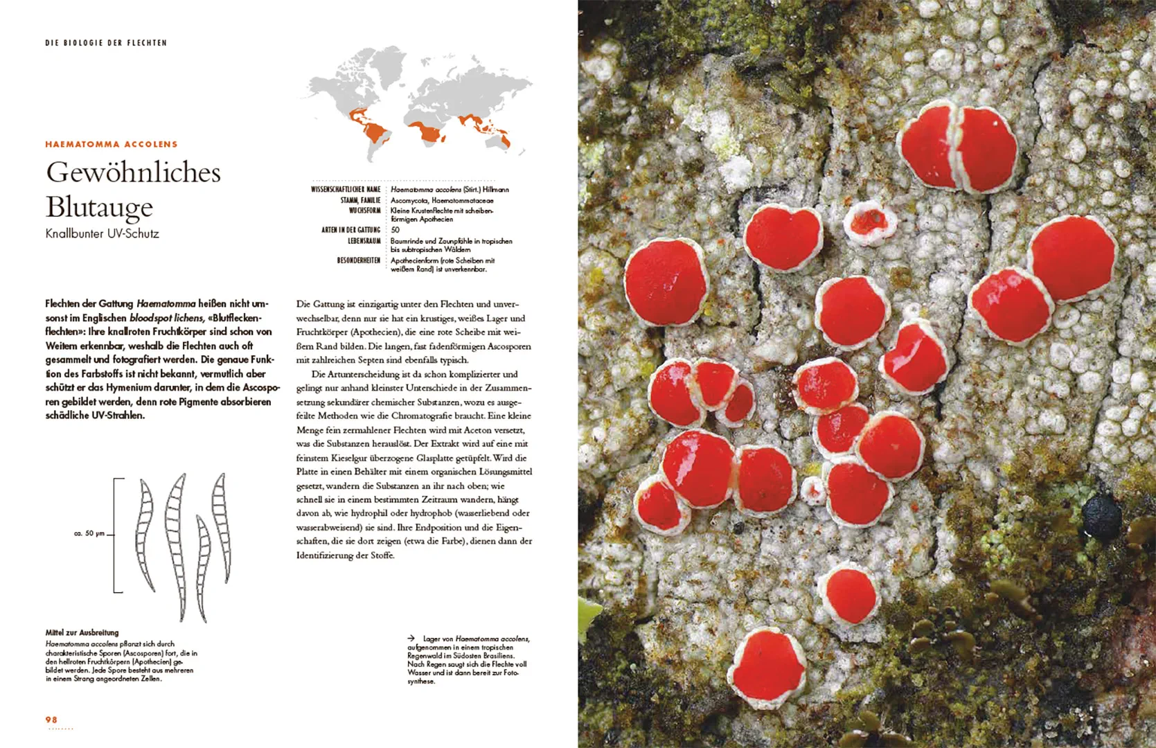 Flechten - Eine Reise in die verborgene Welt der Mischwesen