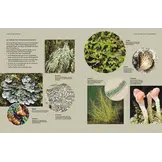 Flechten - Eine Reise in die verborgene Welt der Mischwesen