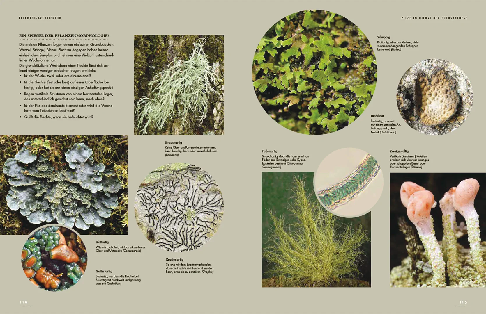 Flechten - Eine Reise in die verborgene Welt der Mischwesen