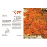 Flechten - Eine Reise in die verborgene Welt der Mischwesen