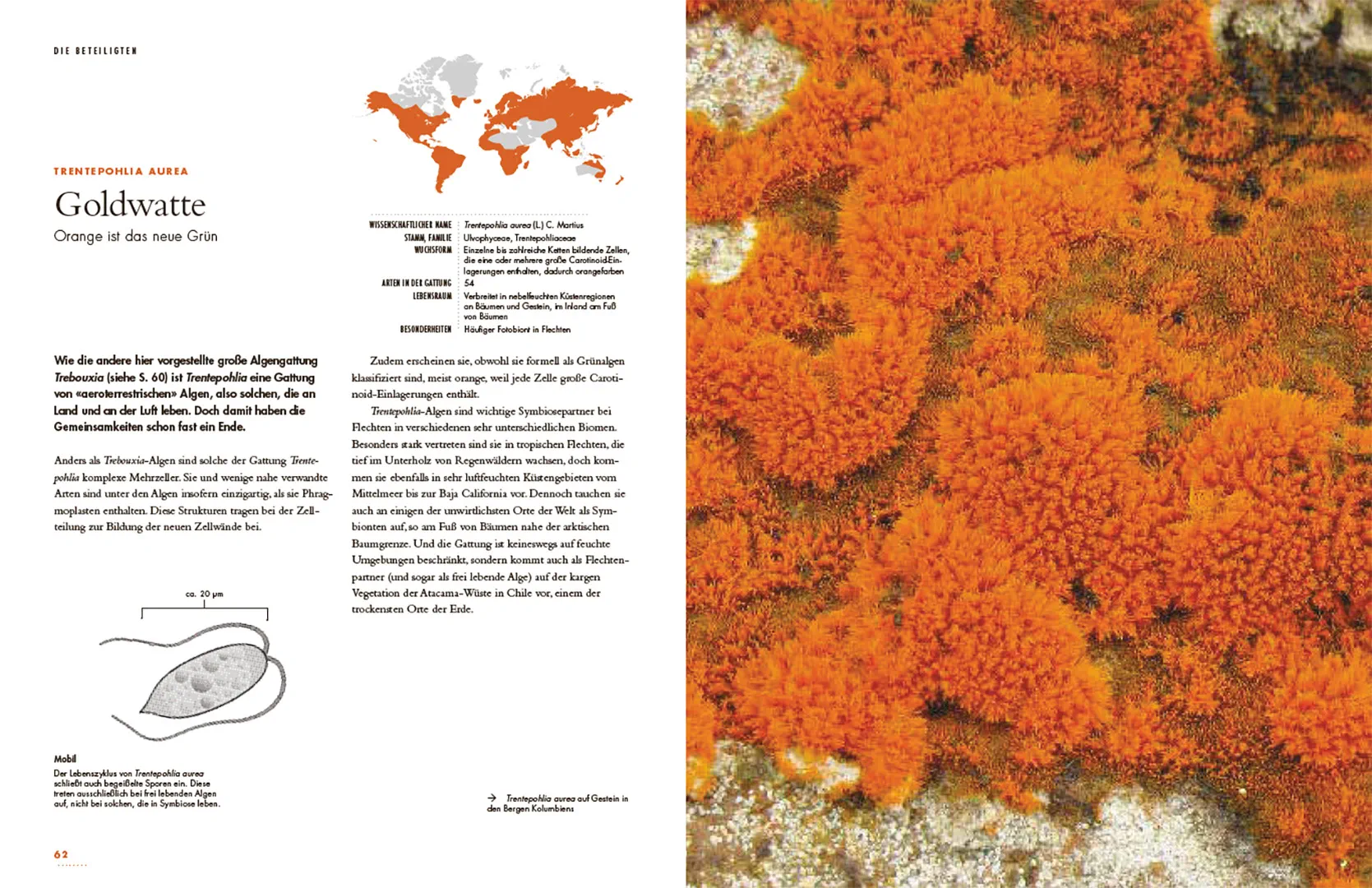 Flechten - Eine Reise in die verborgene Welt der Mischwesen