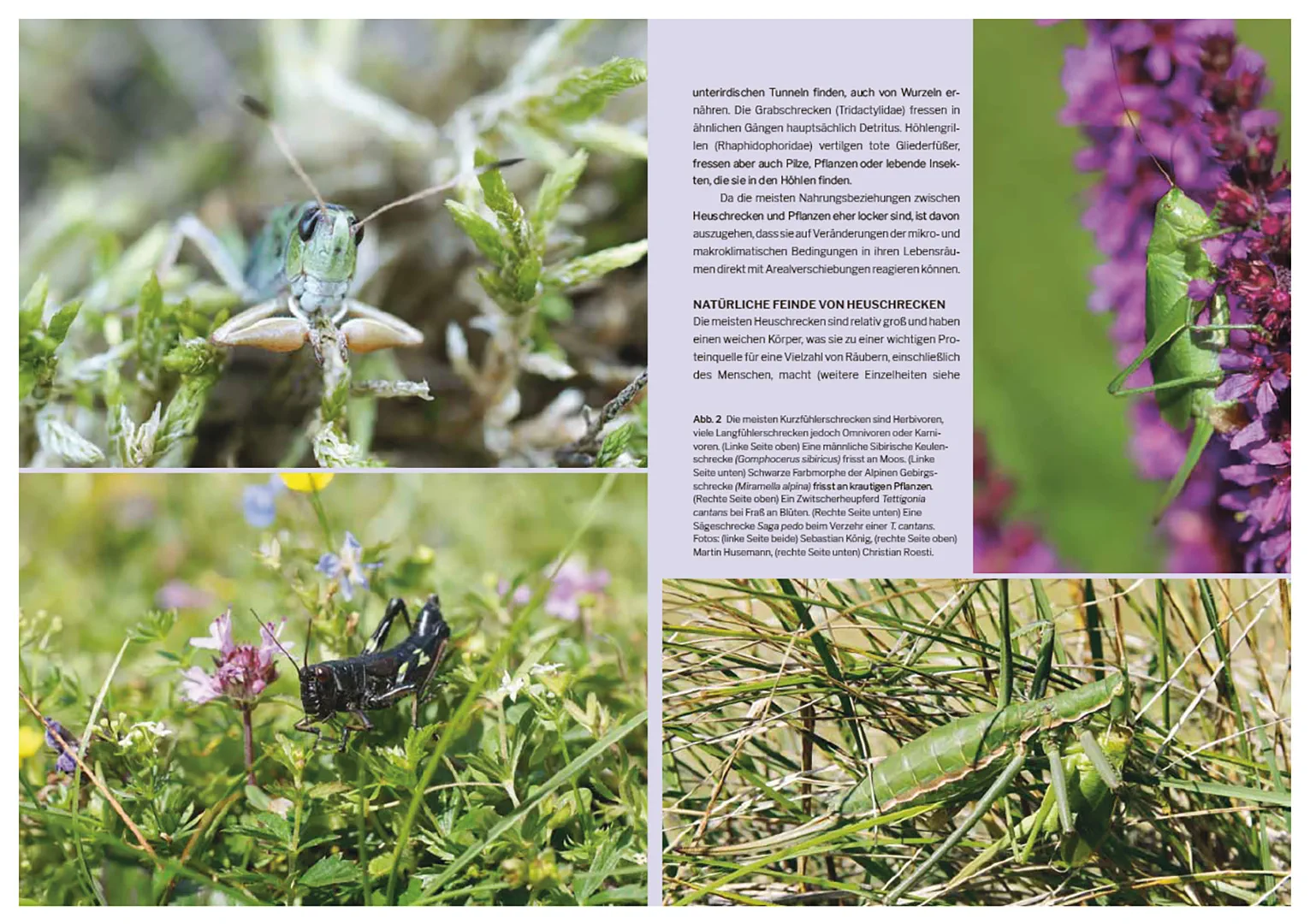 Die Welt der Heuschrecken - Faszinierende Lebensweise, unterschätzte Vielfalt