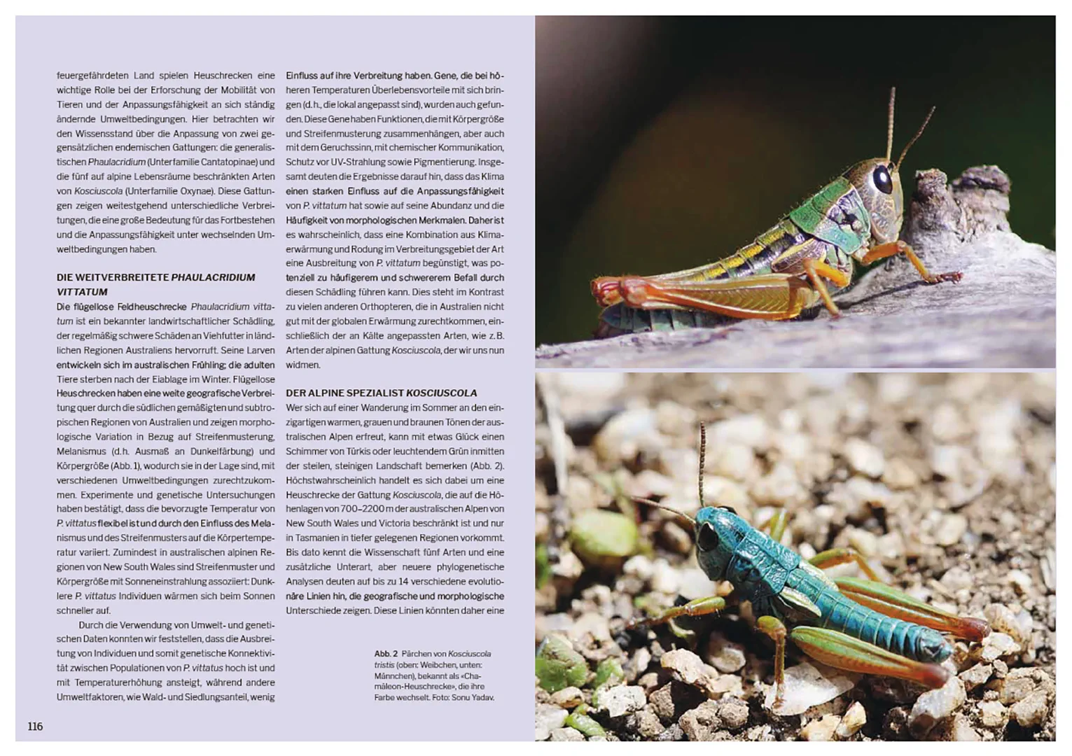 Die Welt der Heuschrecken - Faszinierende Lebensweise, unterschätzte Vielfalt