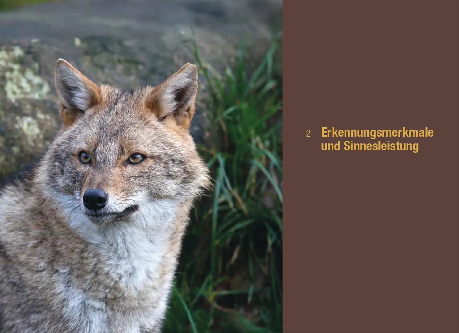 Der Goldschakal - Ein Wildtier breitet sich in Europa aus