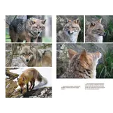 Der Goldschakal - Ein Wildtier breitet sich in Europa aus